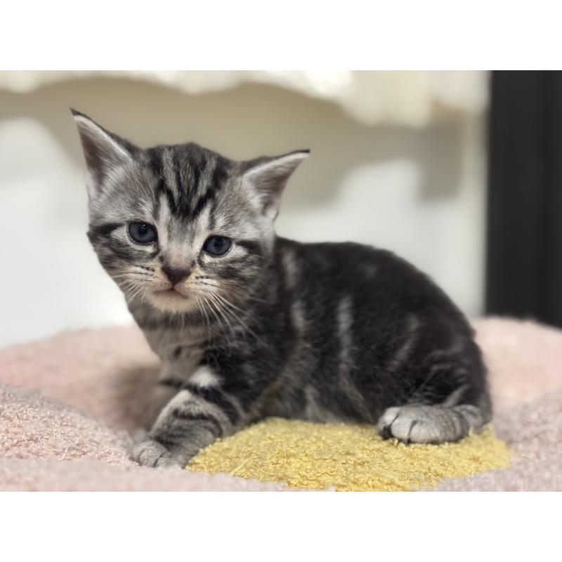 販売中の神奈川県のアメリカンショートヘア-135531の5枚目