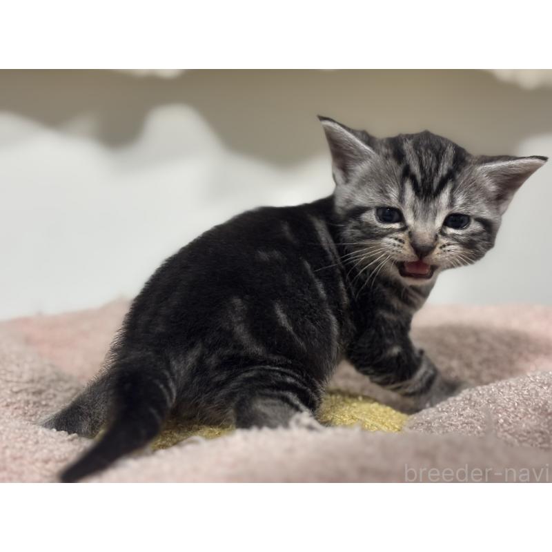 販売中の神奈川県のアメリカンショートヘア-135531の4枚目