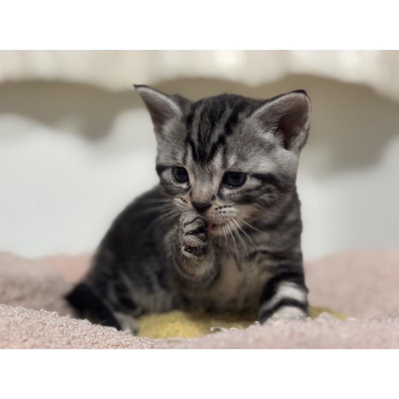 販売中の神奈川県のアメリカンショートヘア-135531の3枚目