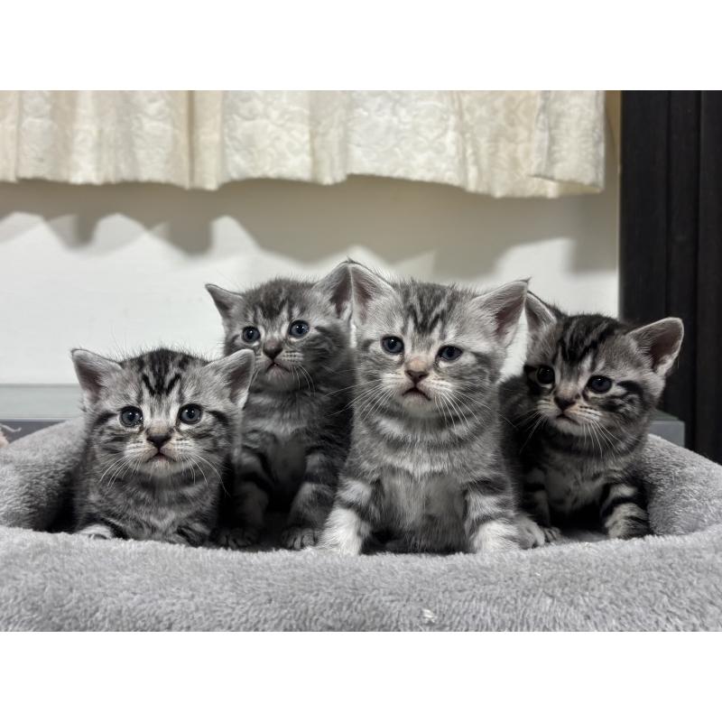 販売中の神奈川県のアメリカンショートヘア-135531の2枚目