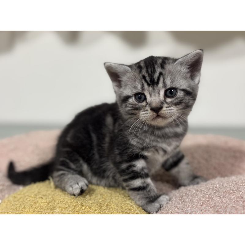 販売中の神奈川県のアメリカンショートヘア-135532の12枚目