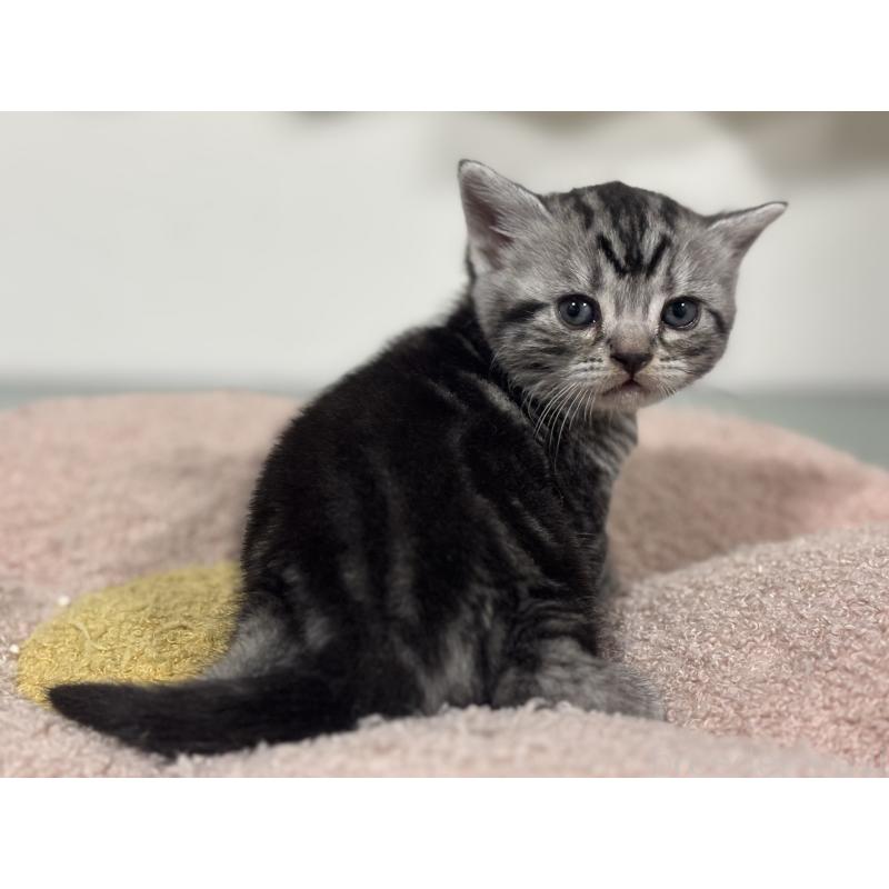 販売中の神奈川県のアメリカンショートヘア-135532の11枚目