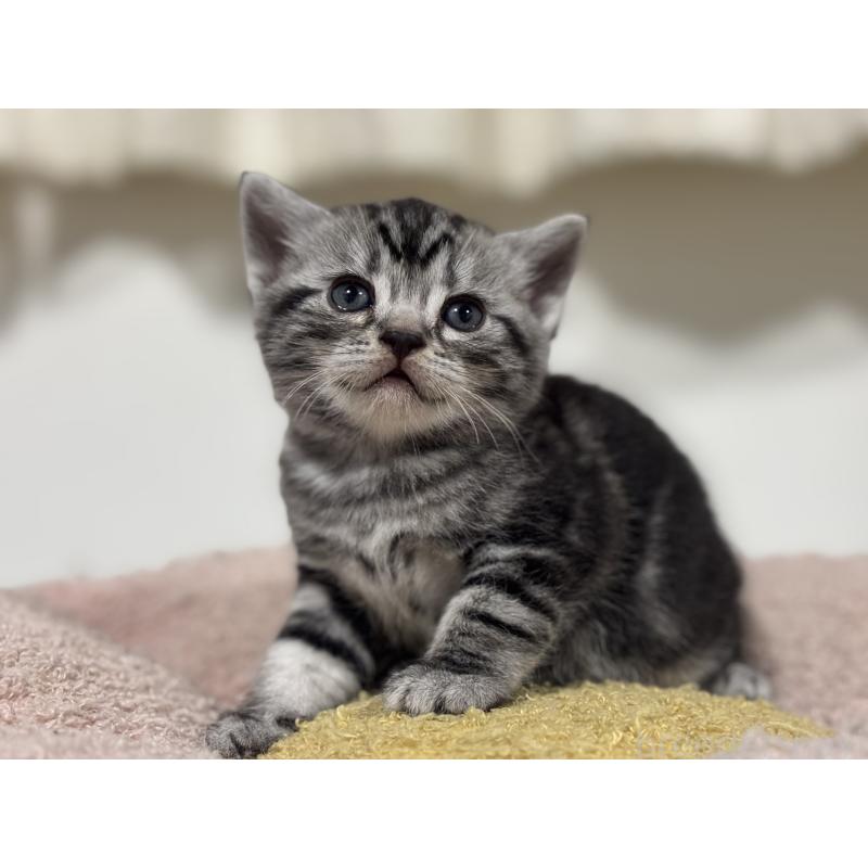 販売中の神奈川県のアメリカンショートヘア-135532の10枚目