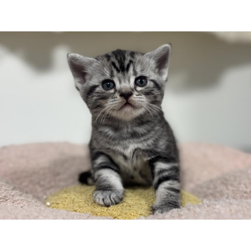 販売中の神奈川県のアメリカンショートヘア-135532の9枚目