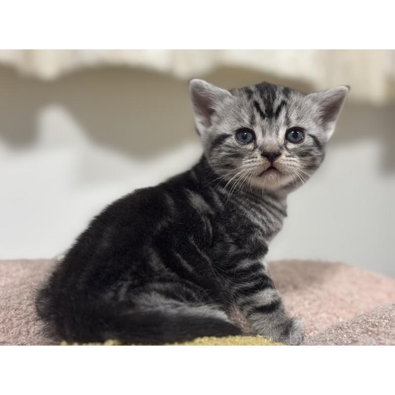 販売中の神奈川県のアメリカンショートヘア-135532の8枚目