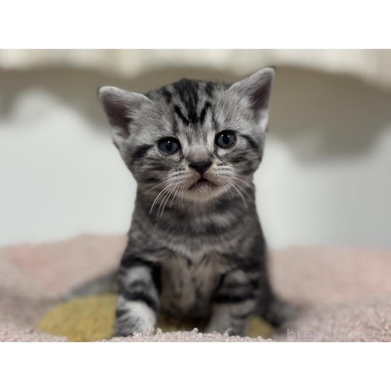 販売中の神奈川県のアメリカンショートヘア-135532の7枚目