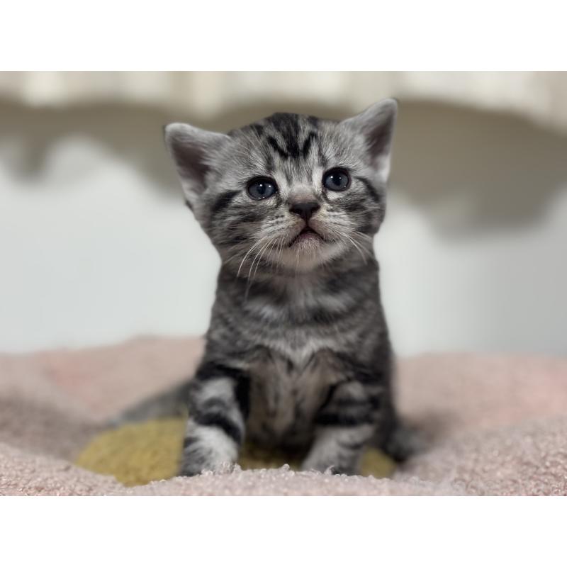 販売中の神奈川県のアメリカンショートヘア-135532の6枚目