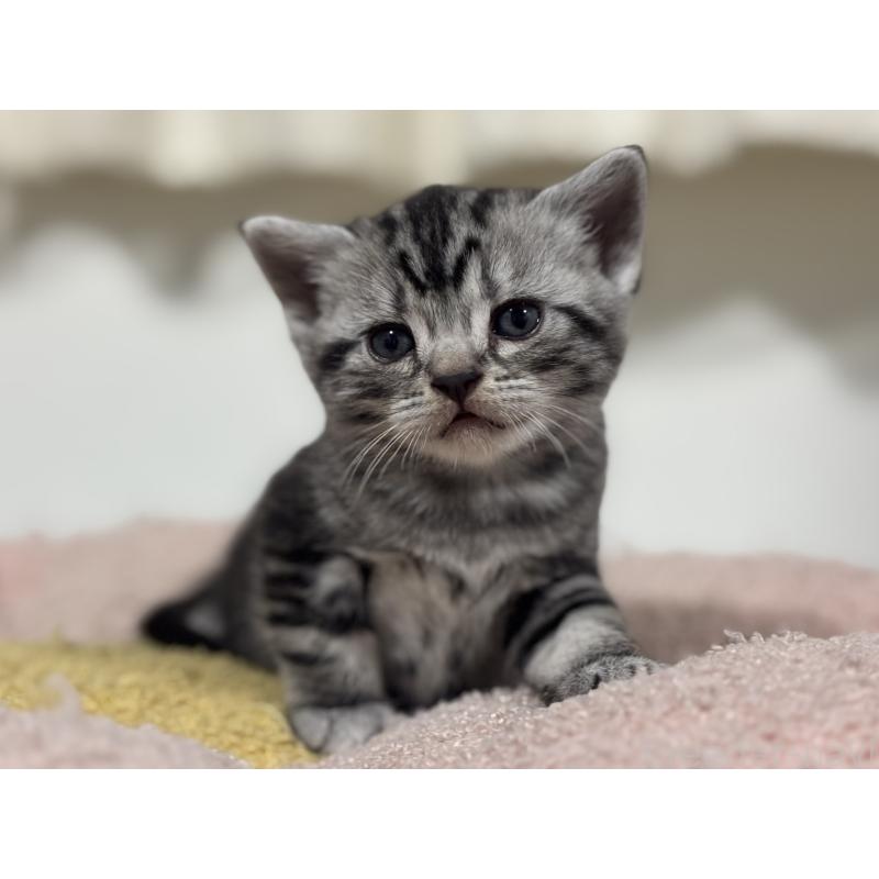 販売中の神奈川県のアメリカンショートヘア-135532の5枚目