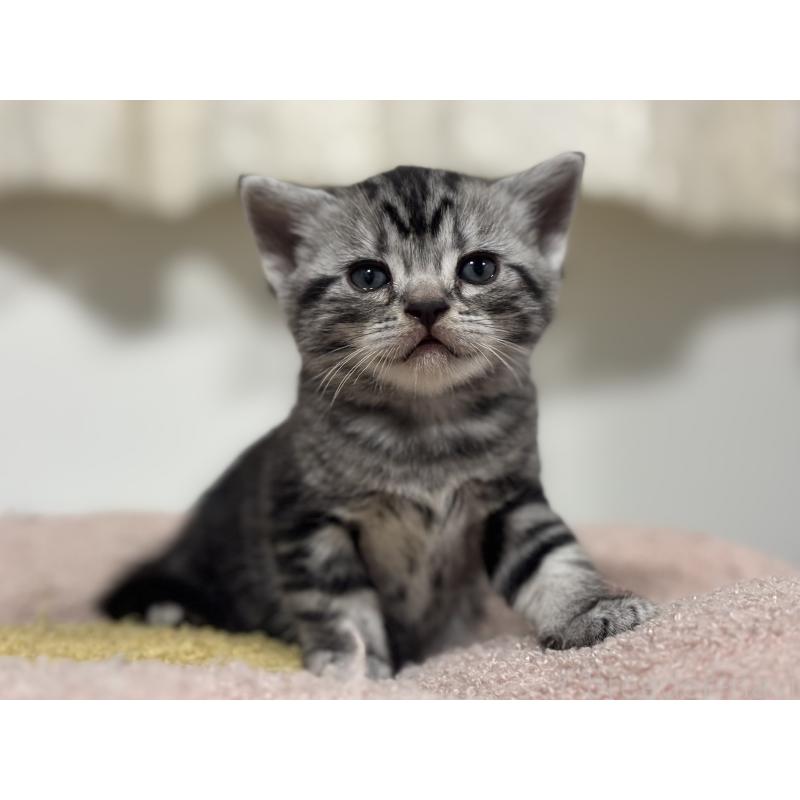 販売中の神奈川県のアメリカンショートヘア-135532の4枚目