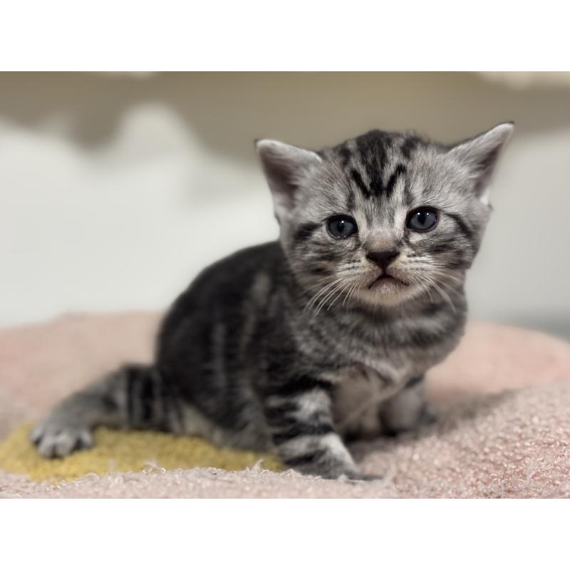 販売中の神奈川県のアメリカンショートヘア-135532の3枚目