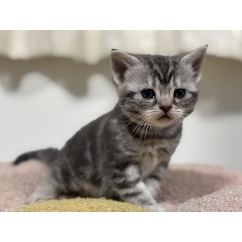 販売中の神奈川県のアメリカンショートヘア-135533の12枚目