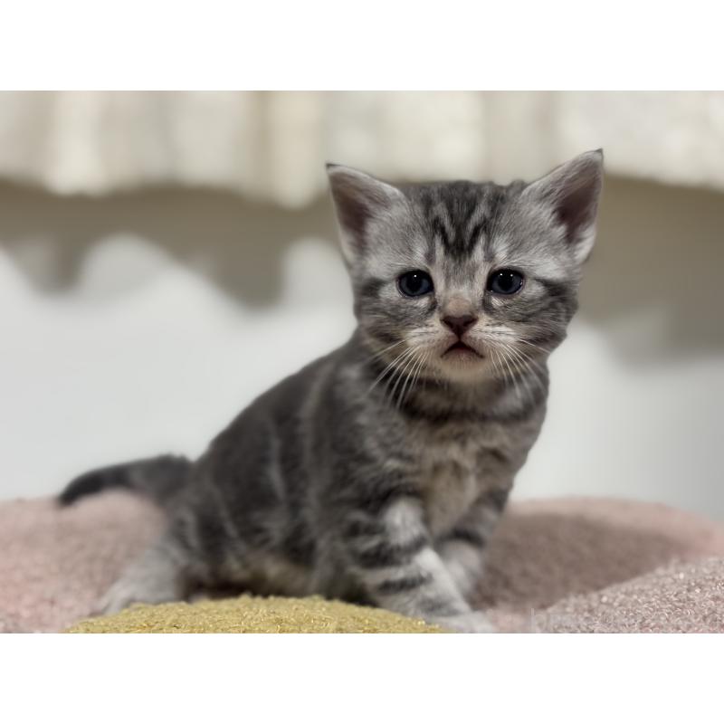 販売中の神奈川県のアメリカンショートヘア-135533の11枚目