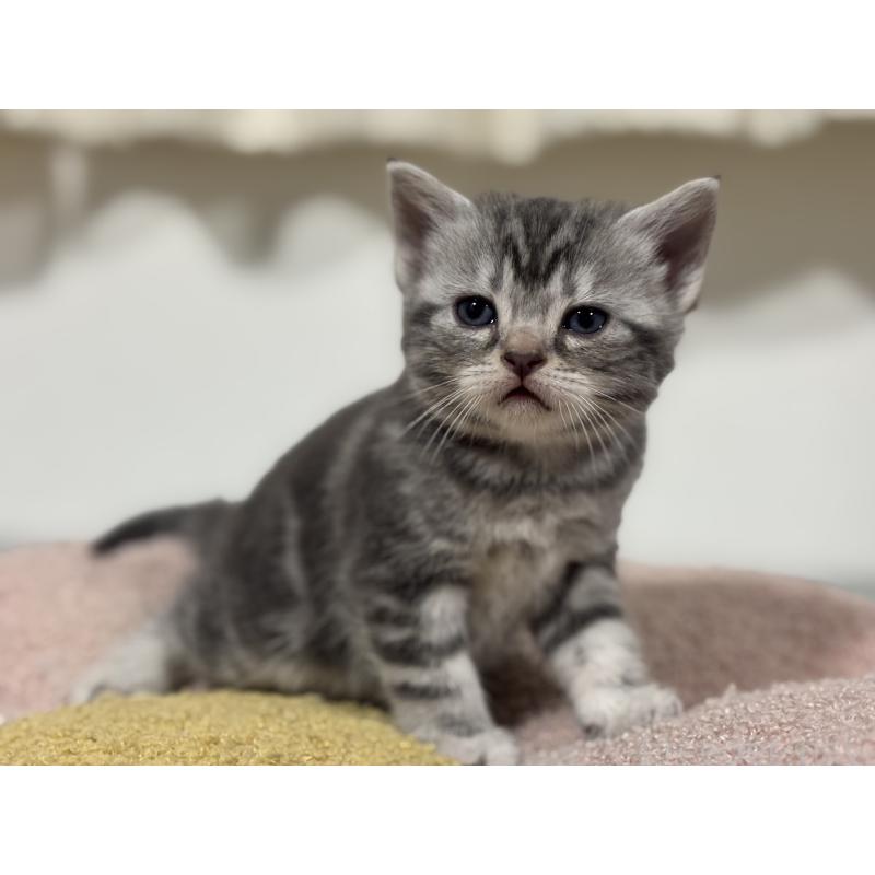 販売中の神奈川県のアメリカンショートヘア-135533の10枚目