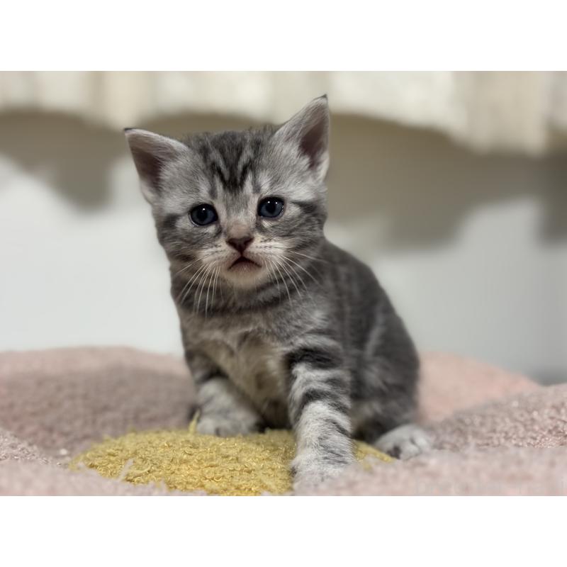 販売中の神奈川県のアメリカンショートヘア-135533の8枚目