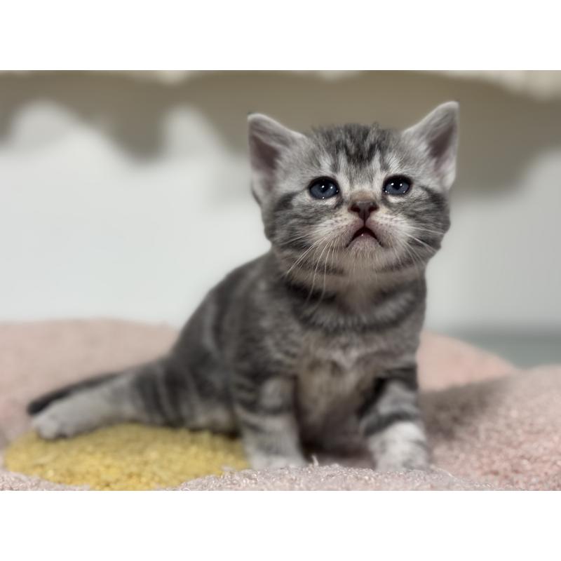 販売中の神奈川県のアメリカンショートヘア-135533の7枚目