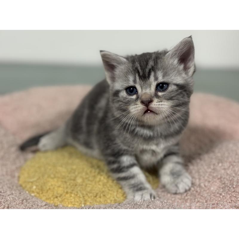 販売中の神奈川県のアメリカンショートヘア-135533の6枚目