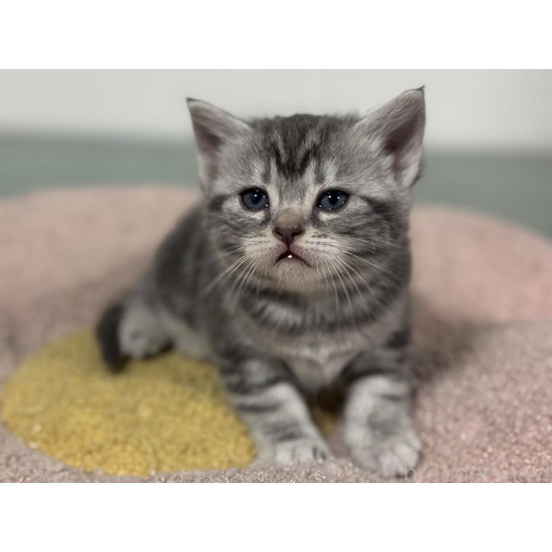 販売中の神奈川県のアメリカンショートヘア-135533の5枚目