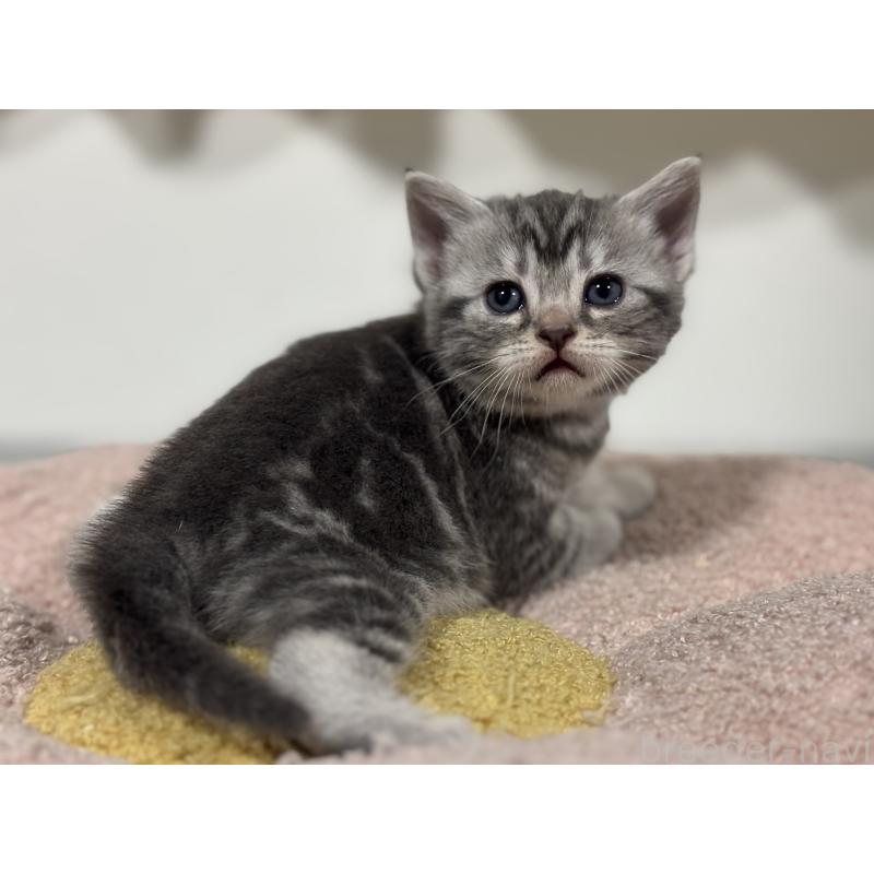 販売中の神奈川県のアメリカンショートヘア-135533の4枚目