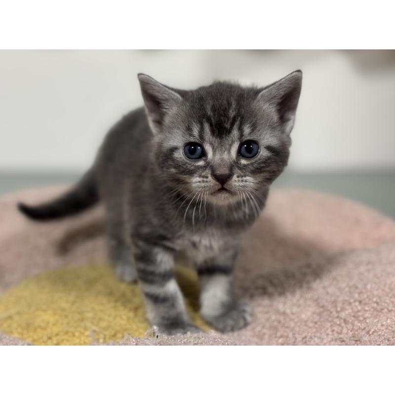 販売中の神奈川県のアメリカンショートヘア-135534の14枚目