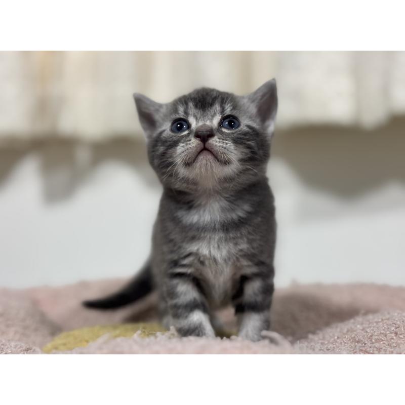 販売中の神奈川県のアメリカンショートヘア-135534の13枚目