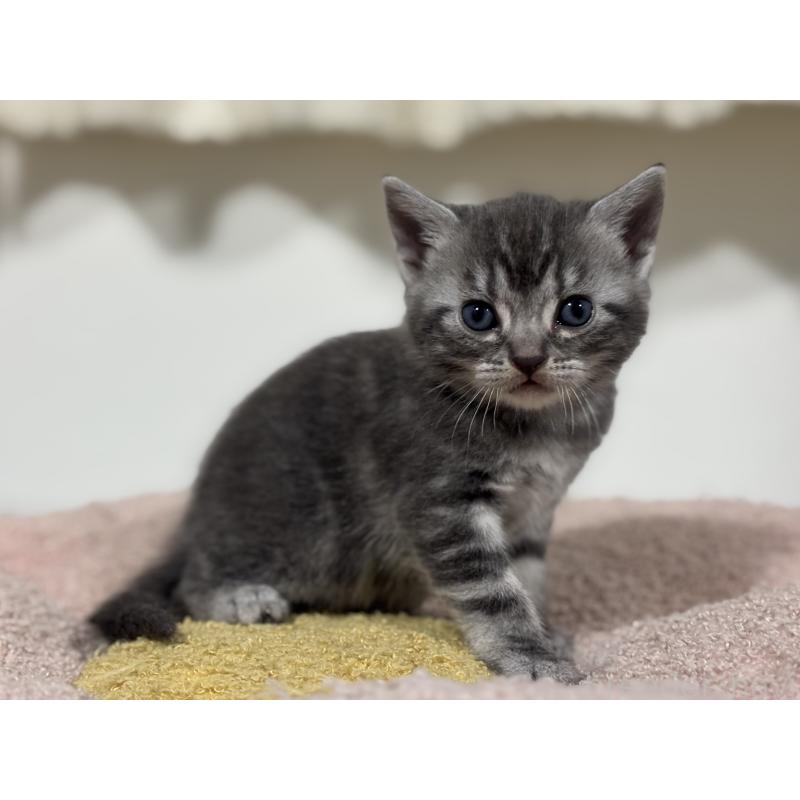 販売中の神奈川県のアメリカンショートヘア-135534の11枚目