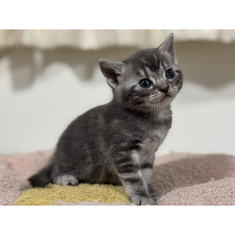 販売中の神奈川県のアメリカンショートヘア-135534の10枚目