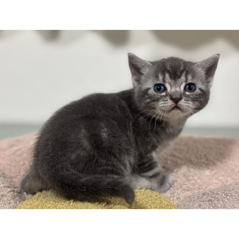 販売中の神奈川県のアメリカンショートヘア-135534の9枚目