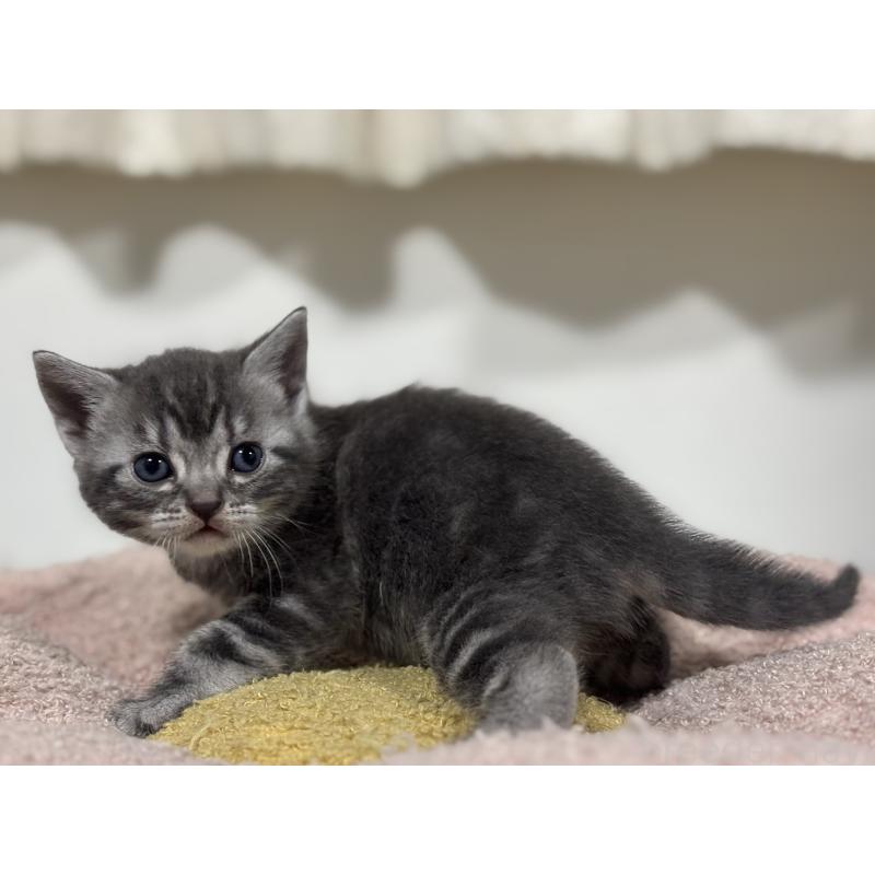 販売中の神奈川県のアメリカンショートヘア-135534の8枚目