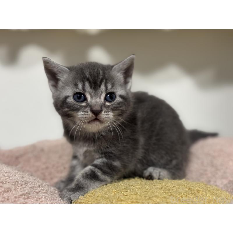 販売中の神奈川県のアメリカンショートヘア-135534の7枚目