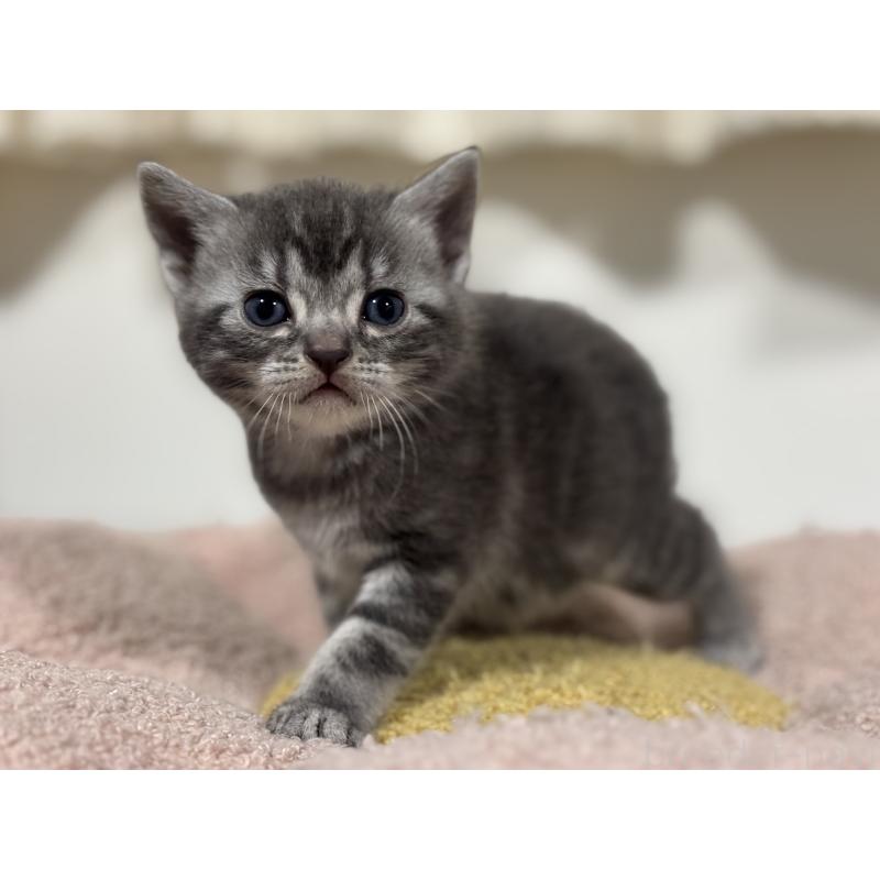 販売中の神奈川県のアメリカンショートヘア-135534の5枚目