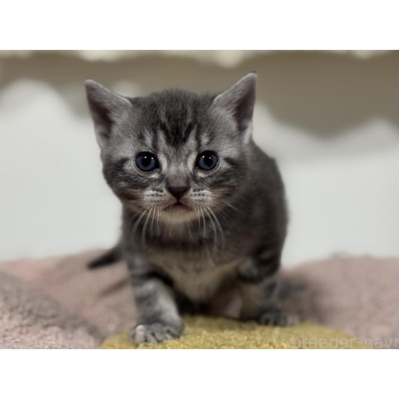 販売中の神奈川県のアメリカンショートヘア-135534の4枚目