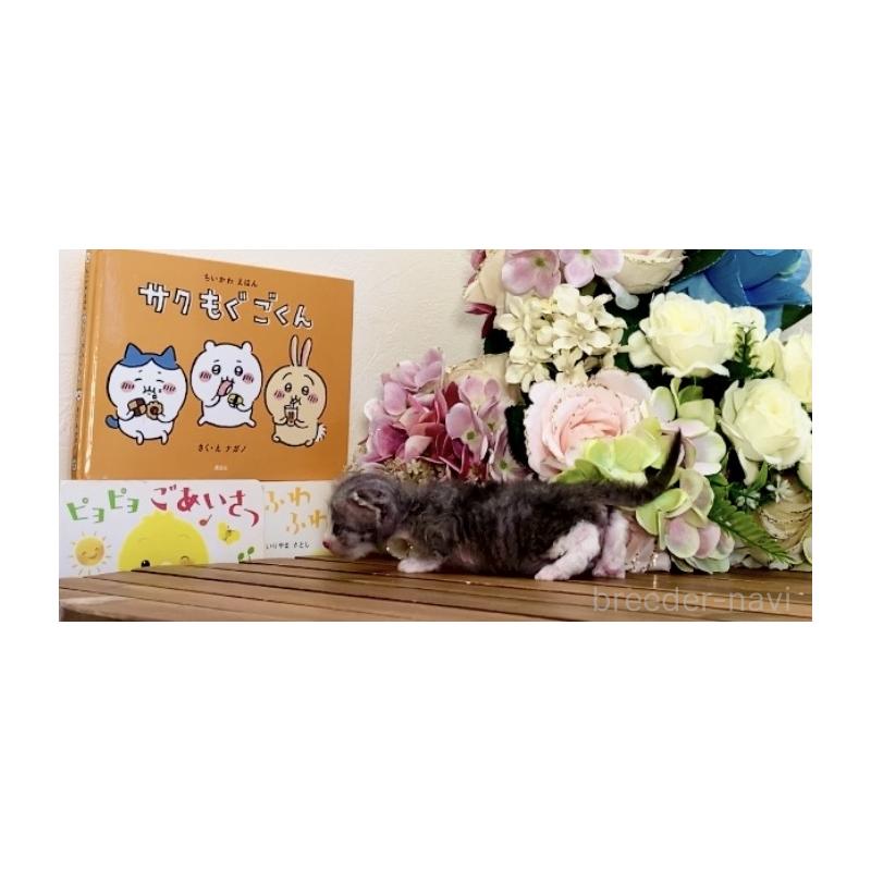 販売中の北海道のセルカークレックス-135536の4枚目