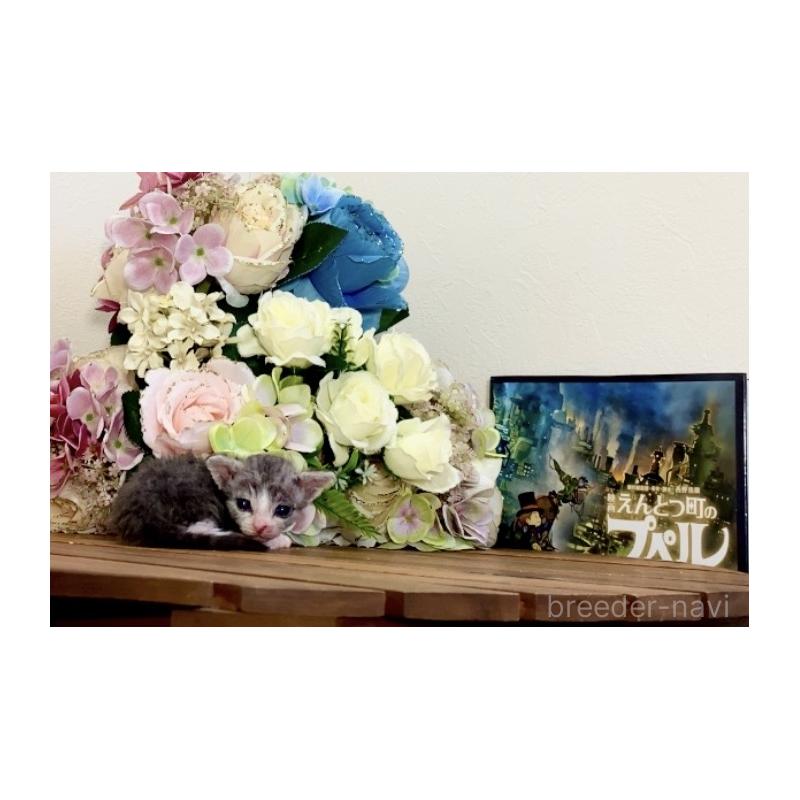 販売中の北海道のセルカークレックス-135536の3枚目