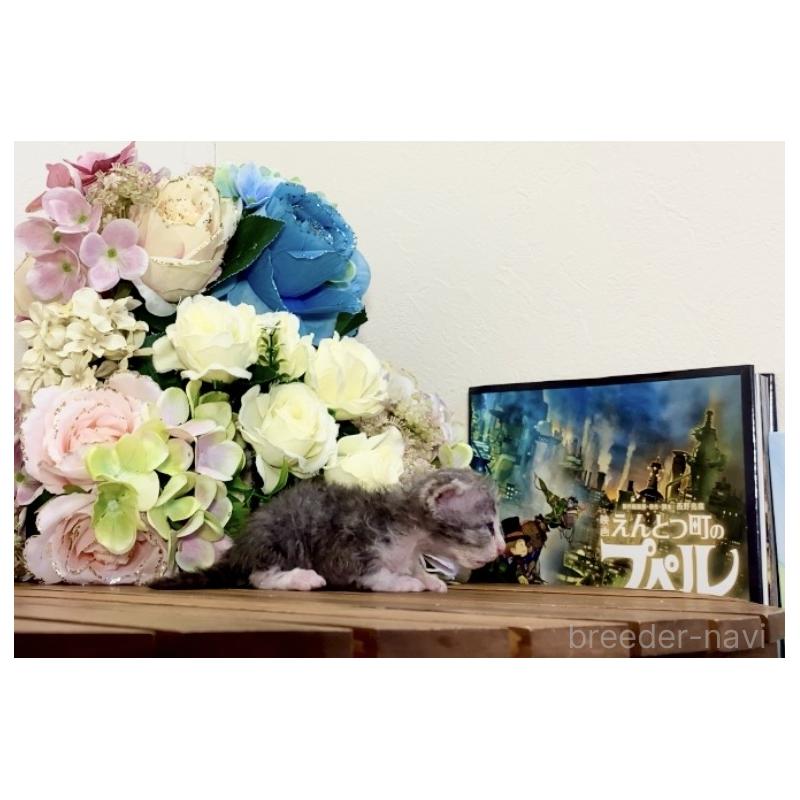 販売中の北海道のセルカークレックス-135536の2枚目