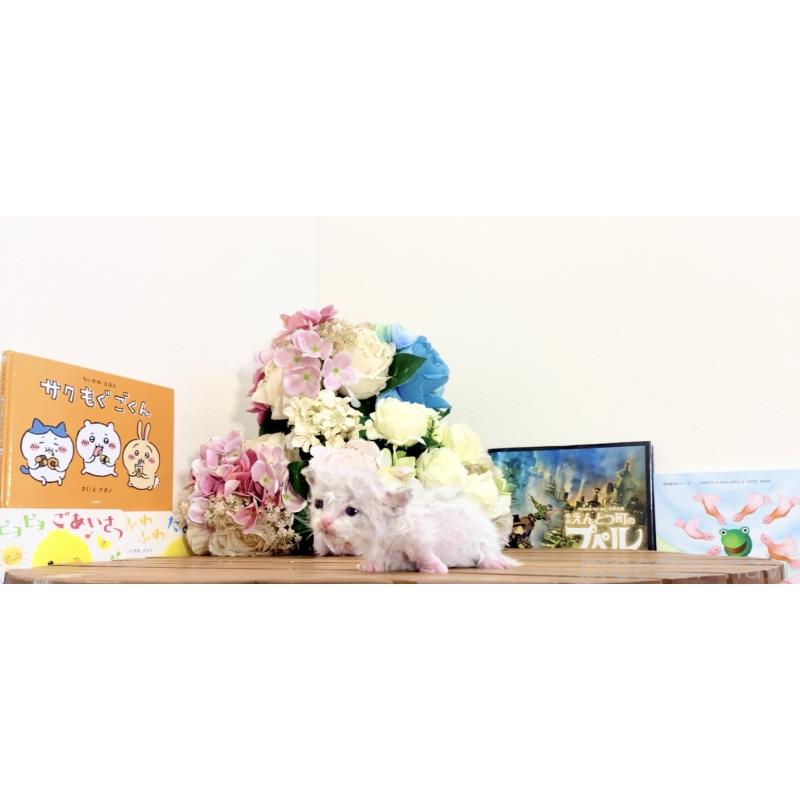 販売中の北海道のラムキン-135537の3枚目