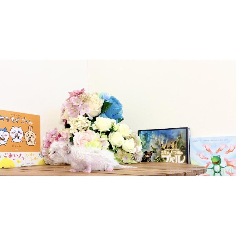 販売中の北海道のラムキン-135537の2枚目