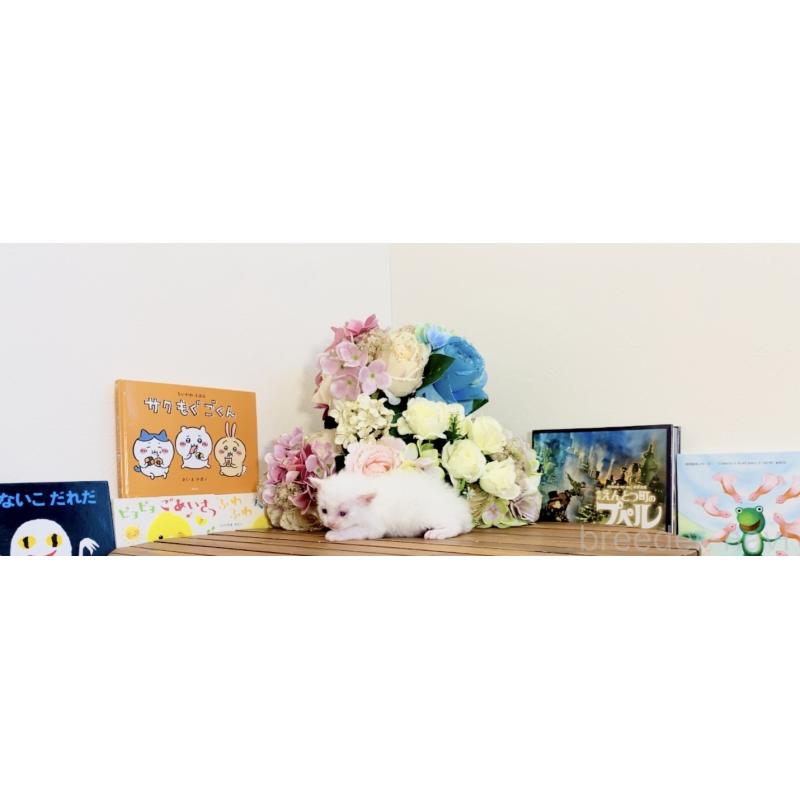 販売中の北海道のセルカークレックス-135538の4枚目