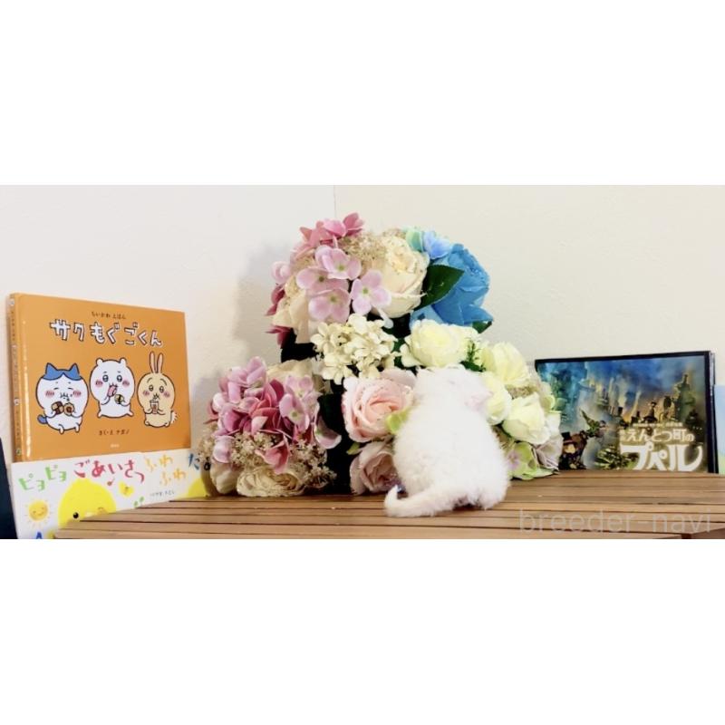 販売中の北海道のセルカークレックス-135538の3枚目