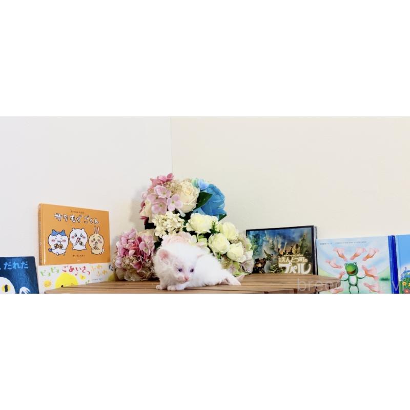 販売中の北海道のセルカークレックス-135538の2枚目