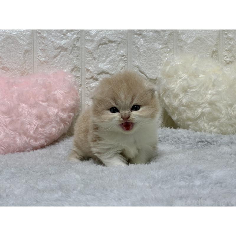 販売中の大阪府のスコティッシュフォールド-135539の4枚目