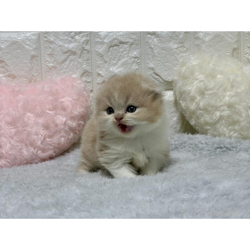 販売中の大阪府のスコティッシュフォールド-135539の2枚目