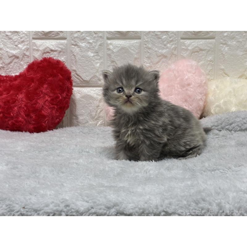 販売中の大阪府のスコティッシュストレート-135540の5枚目