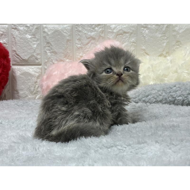 販売中の大阪府のスコティッシュストレート-135540の4枚目