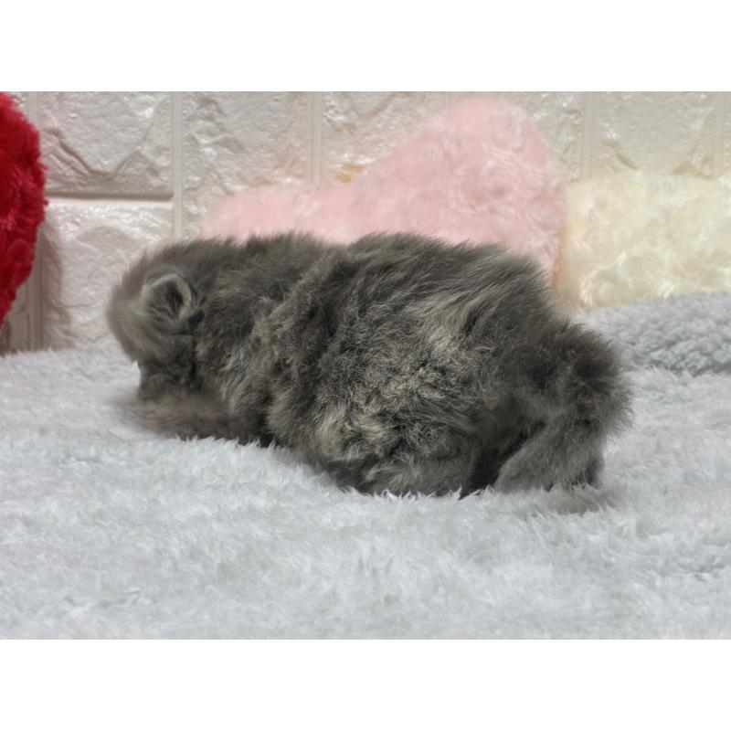 販売中の大阪府のスコティッシュストレート-135540の3枚目