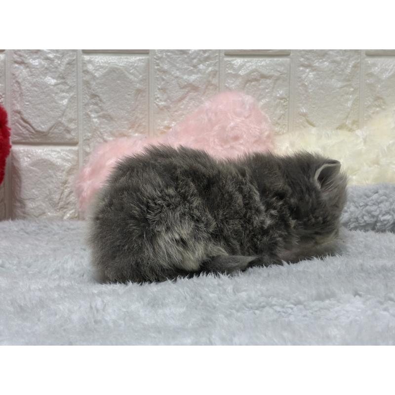 販売中の大阪府のスコティッシュストレート-135540の2枚目