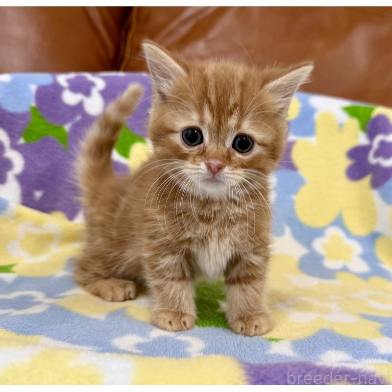 成約済の神奈川県のマンチカン-134268の8枚目