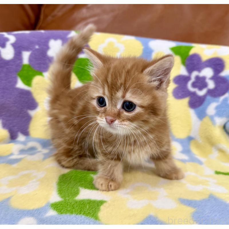 成約済の神奈川県のマンチカン-134268の7枚目