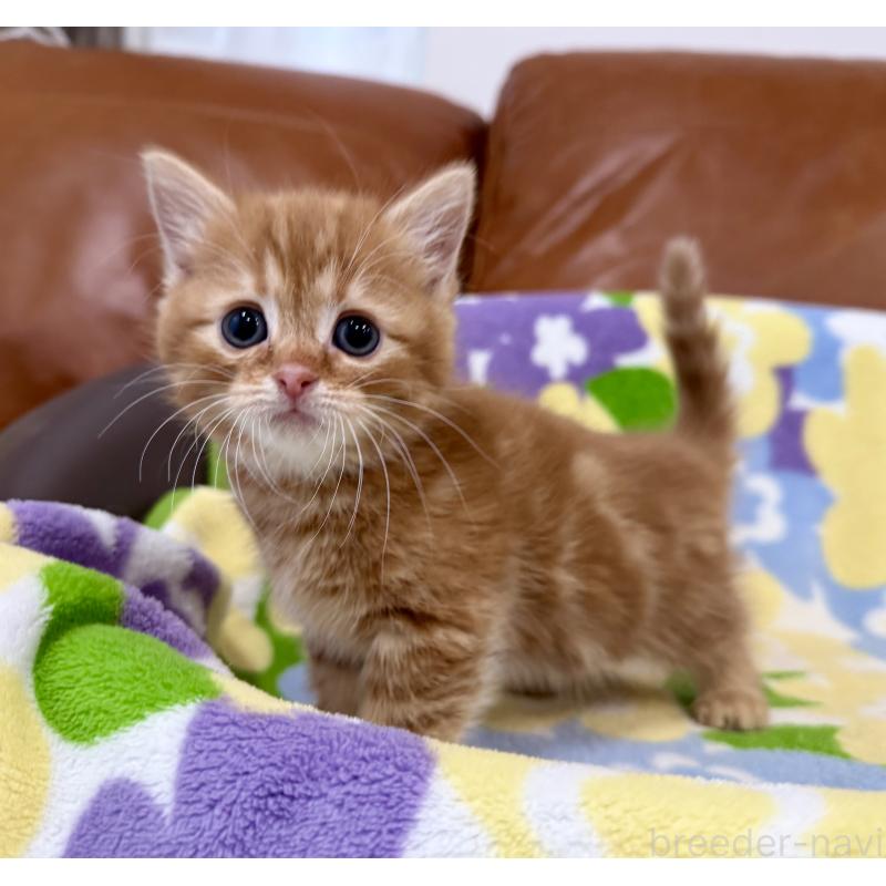 成約済の神奈川県のマンチカン-134268の6枚目