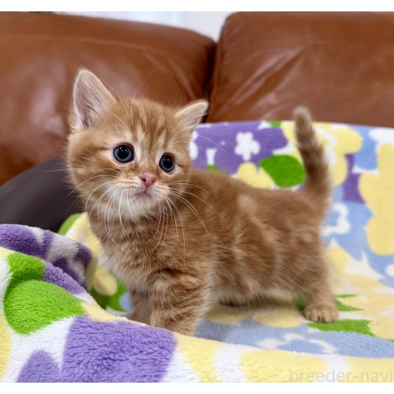 成約済の神奈川県のマンチカン-134268の5枚目