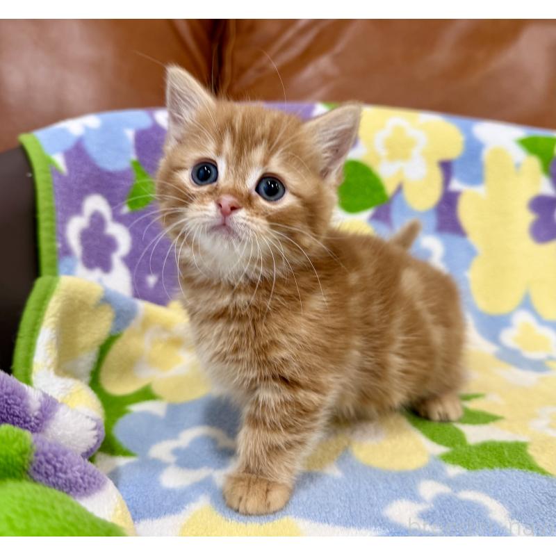 販売中の神奈川県のマンチカン-134268